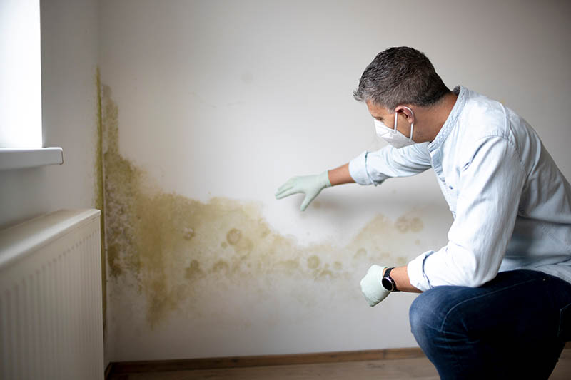 All Dry Water Restoration Cape Coral Port Charlotte Punta Gorda Mold Remediation